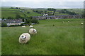 Fat sheep above Trawden