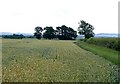 Wheat fields