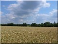 Barley Field at Morrell Farm