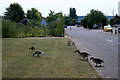 Canada geese and goslings on Beeston Business Park