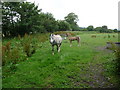 Pony and foal near Llanblethian