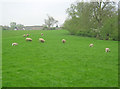 Sheep pasture near Ratcliffe Culey