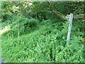 Footpath into Windfall Wood at Windfallwood Common