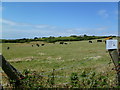 Wyke Regis, cattle grazing