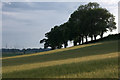 NO2545 : Trees and barley near Bardmony by Mike Pennington
