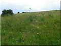 SU0519 : Wildflowers on Martin Down by Maigheach-gheal