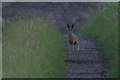 Brown Hare (Lepus europaeus), Auchtertyre