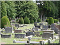 Yew Topiary in the Cemetery, Rushden