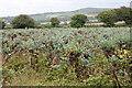 View from the bridleway to Greenberry Downs