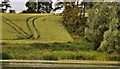 Barley field, Soldierstown near Moira (2)