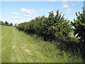 SP2753 : Hedge by the bridleway to Wellesbourne by Derek Harper