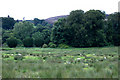 Rough grazing on the Bamff estate