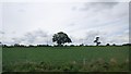 Tree in an arable field