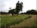 TL8647 : Longhorn Cattle Grazing at Kentwell by Tim Marchant