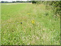 TM3770 : Electric fence blocking the footpath to Sibton Green (C212) by Geographer