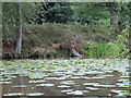 Yellow Water Lily