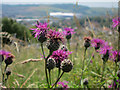 Wild flowers