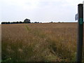TM4464 : Footpath to Abbey Lane by Geographer
