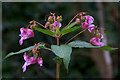 Himalayan Balsam (Impatiens glandulifera) beside the Isla at East Banchory