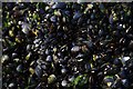 SX0852 : Mussels on Par Beach by Steve Daniels