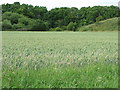 Field of Cereal near Andrews Field, Essex