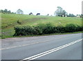 Cows grazing in a field above the A40, Pyscodlyn