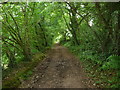 Track near Forest Farm, Narberth