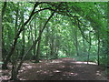 TQ4149 : Path in Staffhurst Wood (2) by David Anstiss