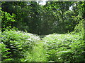 Fern path in Staffhurst Wood