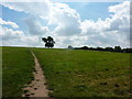 Tree in middle of a field