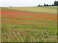 SU0310 : Field poppies near Knowlton by Maigheach-gheal