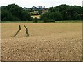 Tracks through a wheatfield