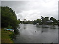 The Thames near Shepperton