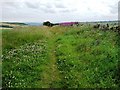 Bridleway at Staples Brow