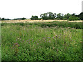 View towards Hoo Plantation from Blaxhall Hall Crossing, Little Glemham