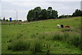 Horses by the A627(M)