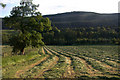 Hayfield in Strathardle at Whitehouse