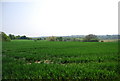 Field south of Yew Tree Green Rd