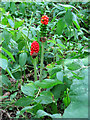 Lords-and-ladies (Arum maculatum)