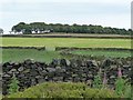 SE0436 : Dry stone walls east of Black Moor Road by Christine Johnstone