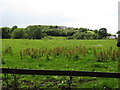 Houses in Drumgooland Townland viewed from Nutgrove Road