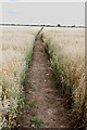 SK2112 : Footpath Through a Field of Oats by Mick Malpass