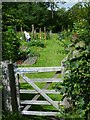 Landshare allotments near Shottermill ponds