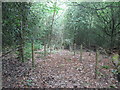 Footpath in Blackhatch Wood