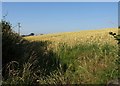 Wheat near Great Landside