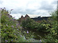 Buddleias on the River Don