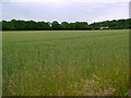 Wheat field