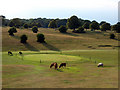 Evening Grazers