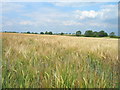 Farmland off Goxhill Road