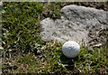 SE0557 : With a bit of selective breeding you could grow your own golf balls by Ian Greig